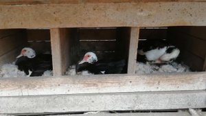 Индоутка которая сидит  на яйцах