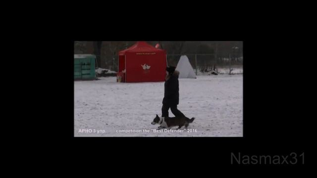 корги АРНО (Фаворит Сибири Арнольд) г. Красноярск смотреть онлайн