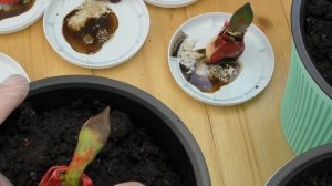 Полулуковицы после обработки марганцовкой и посадка на бочок