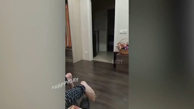 Забавные моменты с питомцами смотреть онлайн