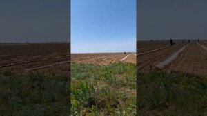 Посадка арбуза семечкой под бахчевую плёнку с помощью устройства для посадки. 4 мая 2023 год