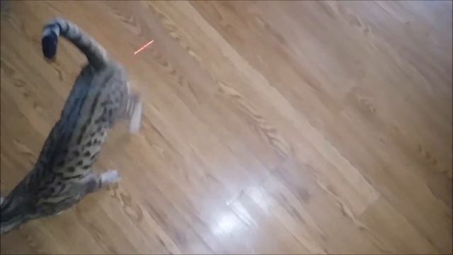 F6 SBT Savannah смотреть онлайн