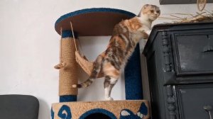 Новый красивый дом с гамаком и когтеточкой для КОШЕК  Обживают