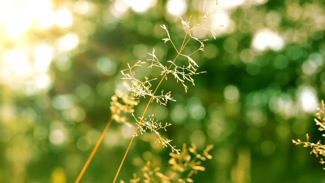 5 min of meditation & relaxation music with flowers смотреть онлайн