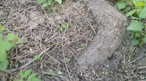 Соловьи и другие птицы поют в долине реки Сходня, ПИП Тушинский