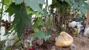 Виноград Эйнсент сидлис в Ленинградско области в августе