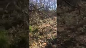 Питбули охотятся на дикого кабана. #pitbull #on the hunt #питбуль #собаки #животные #амстаф