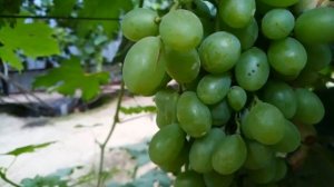 КИШМИШ ЛЕНД КРУЗЕР! ТЕЛ.+79054033245, WhatsApp и Viber +79528500417.