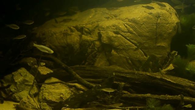 Биотопные аквариумы России и Украины. Розыгрыш журнала смотреть онлайн