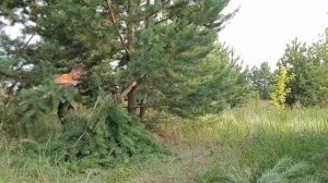 Влог: строим шалаш в лесу!