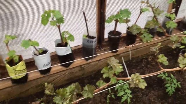 Сажаем томаты,самый лучший способ! смотреть онлайн