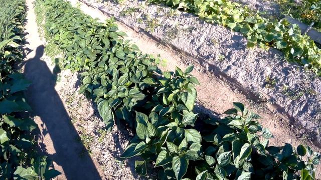 перец геркулес ф1 смотреть онлайн