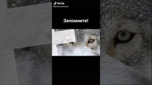 цитаты волков