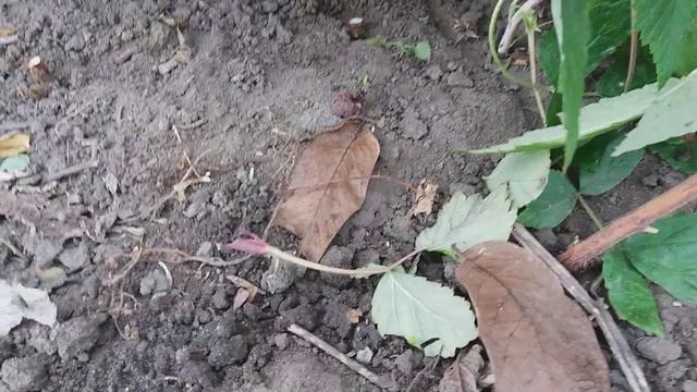 ✔Малина"Полана."Обрезка,уход.Чай из лозы//жизнь одесситов в деревне смотреть онлайн