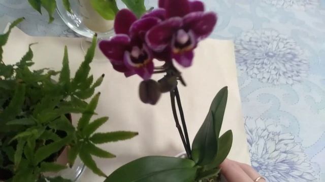 Цветочные новинки в моей коллекции???!!! "Флебодиум"✔️"Птерис"✔️ и миниорхидея? #ВиленаЦветкова