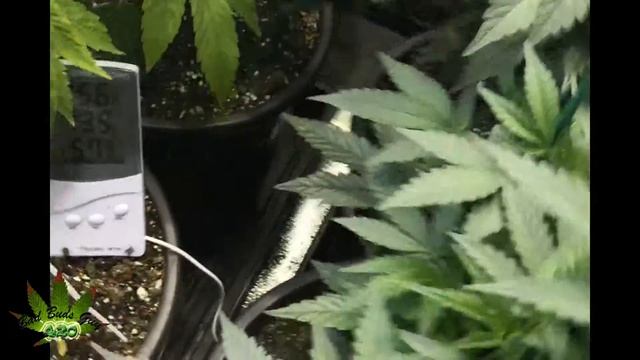 How to Grow Indo vol 1( leaked Ep) смотреть онлайн