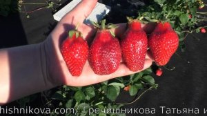 ВЕБЕНИЛ позднеспелый сорт клубники