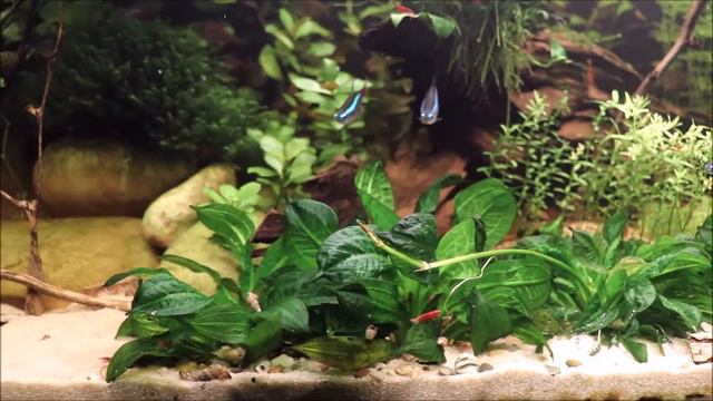 Aqua eye-candy | Impressionen aus Teil 77 смотреть онлайн