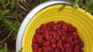 Малина сорт Атлант! Начало плодоношения!