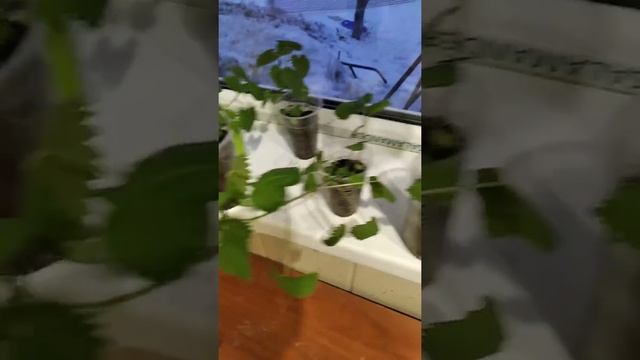 Кустовая роза из Китая смотреть онлайн