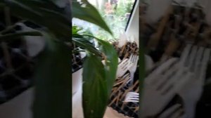 Если кот гадит в горшки,что делать?Ответ в видео.Часть вторая.