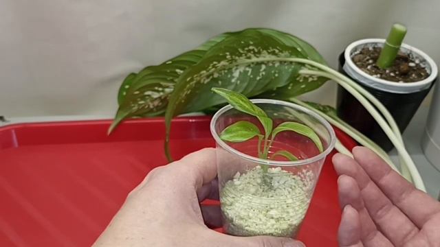 Можно ли пересаживать и обрезать диффенбахию зимой? смотреть онлайн