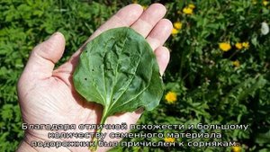 Подорожник трава: описание, свойства и применение