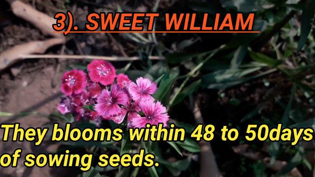 EARLY BLOOMING WINTER FLOWER PLANTS смотреть онлайн