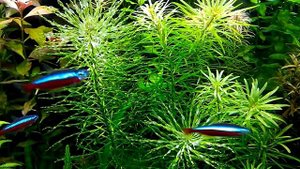 ОБЗОР ЛЮДВИГИЯ ТОРНАДО. СОДЕРЖАНИЕ И УХОД