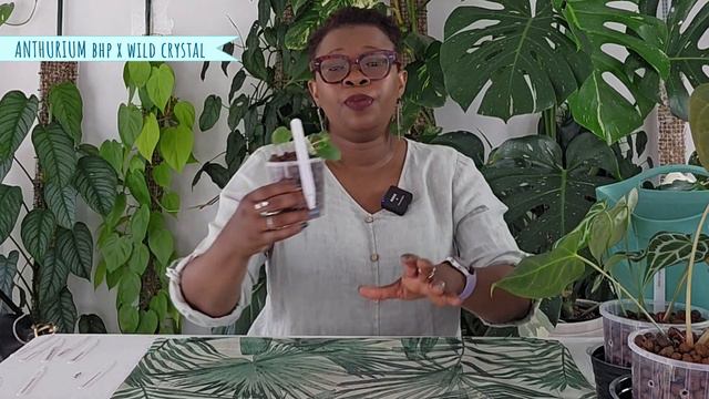 Unbelievable Plant Haul: Free Rare Anthuriums! смотреть онлайн