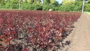 Фитактивы для роз!