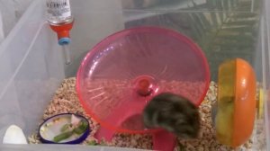 Тарелка беговая для хомячков.