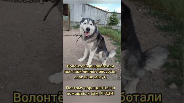 ХАСКИ плачет в усыпалке! Светлогорск! - СПАСЛИ!