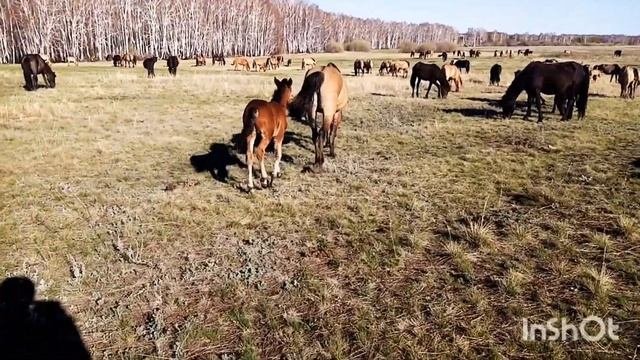 Приехал в табун! Обзор жеребят 2021 года! Зорька подростает! #втренде