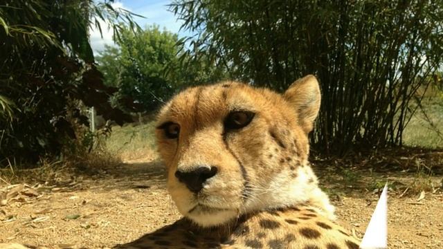 домик для кошки из поролона смотреть онлайн