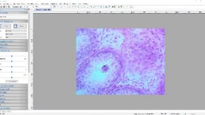 Практическое занятие: мужская половая система