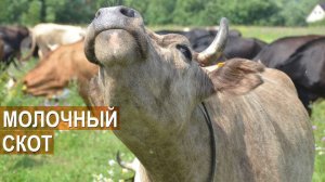 Молочный скот. КФХ Кончиц. Ярославская порода коров