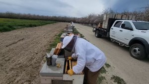 9 марта начали делать отводки и как мы их делаем