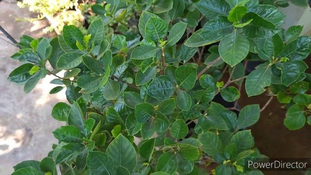 How To Get Ready Gardenia Bloom from January onwards Garden Up Your Gardenia