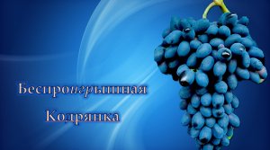 Кодрянка виноград