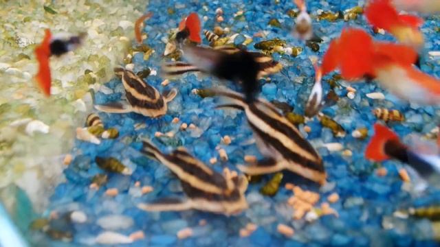 Аквариумный сом - Платидорас смотреть онлайн