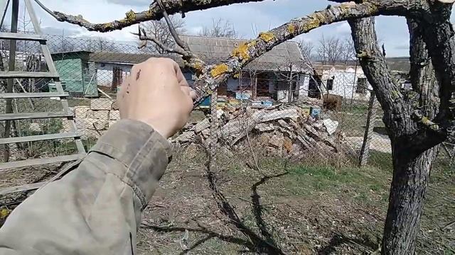 Обрезка груши в три ствола. Мох и лишайник на дереве. смотреть онлайн
