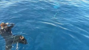 Акула Шарм Эль Шейх остров Тиран