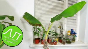 Мой Банан растет в доме хорошо (Январь 2018).mp4