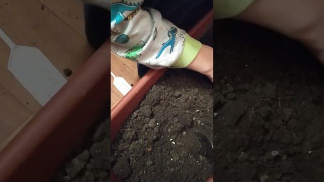 Слепые корни пионов. Пробуждение спящих почек на слепых корнях пиона Cytherea Цитерия. смотреть онлайн