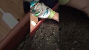 Слепые корни пионов. Пробуждение спящих почек на слепых корнях пиона Cytherea Цитерия.