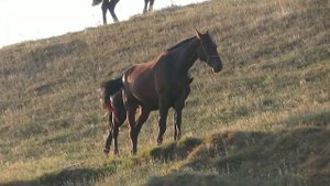 Лошади карачаевской породы