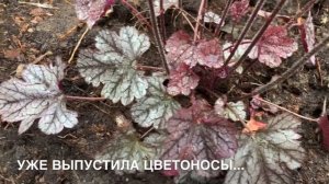 ГЕЙХЕРЫ: СОРТ «?»(ВОЗМ.”PALACE PURPLE"),ГИБРИДНАЯ “SILVER SCROLLS”,“APRICOT"