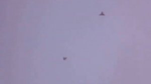 голуби   Одесские и Измаильские турманы