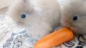 Маленькие кролики?